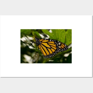 Monarch Butterfly 4 Posters and Art